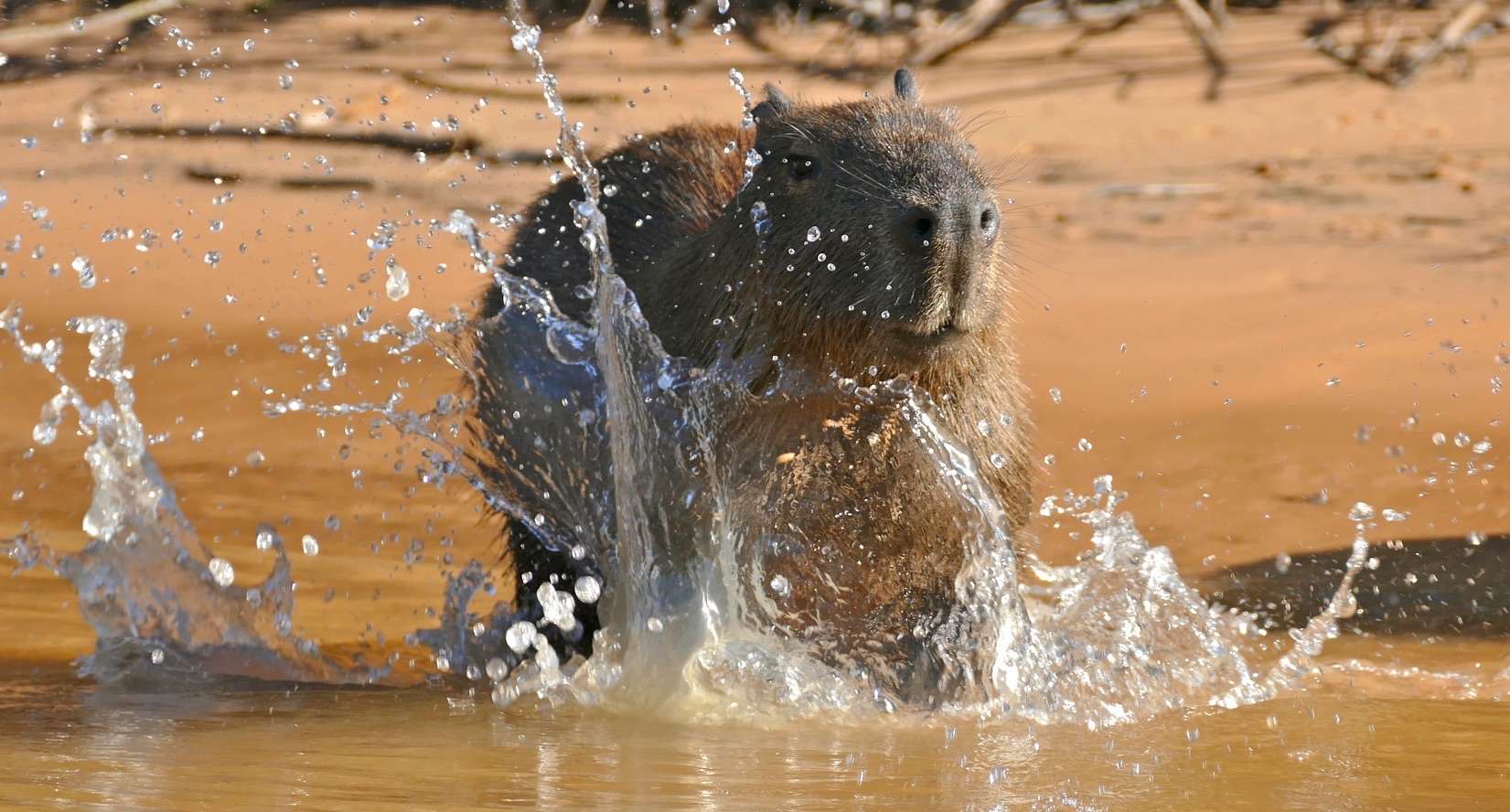 Capybara Splashing